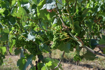 Weinbergwanderung mit anschließendem Beisammensein Weinbergwanderung mit anschließendem Beisammensein